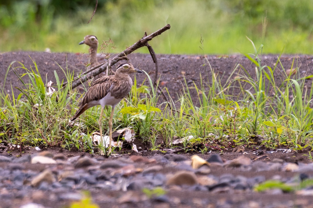 Double-striped Thick-knee - ML171102161