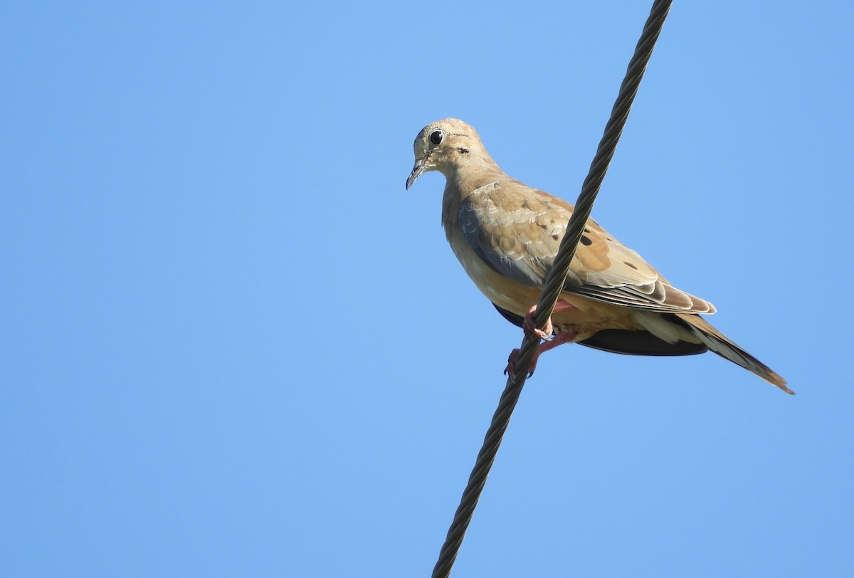 Mourning Dove - Shane Carroll