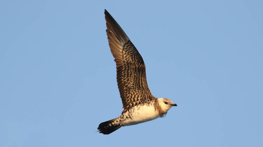 Long-tailed Jaeger - ML171105821