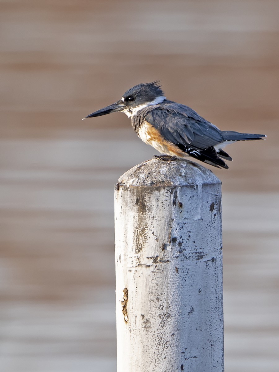 Belted Kingfisher - ML171106641