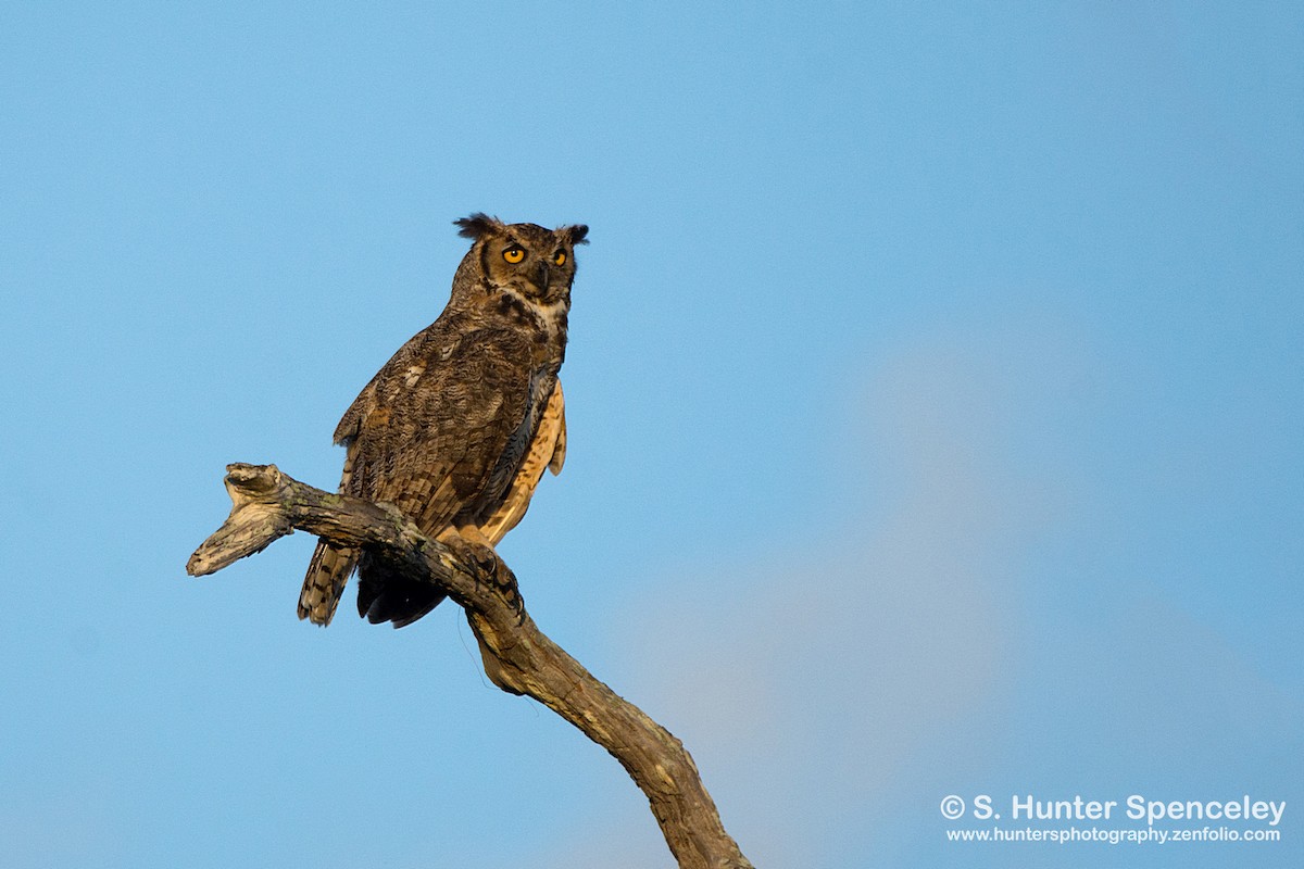 Great Horned Owl - S. Hunter Spenceley