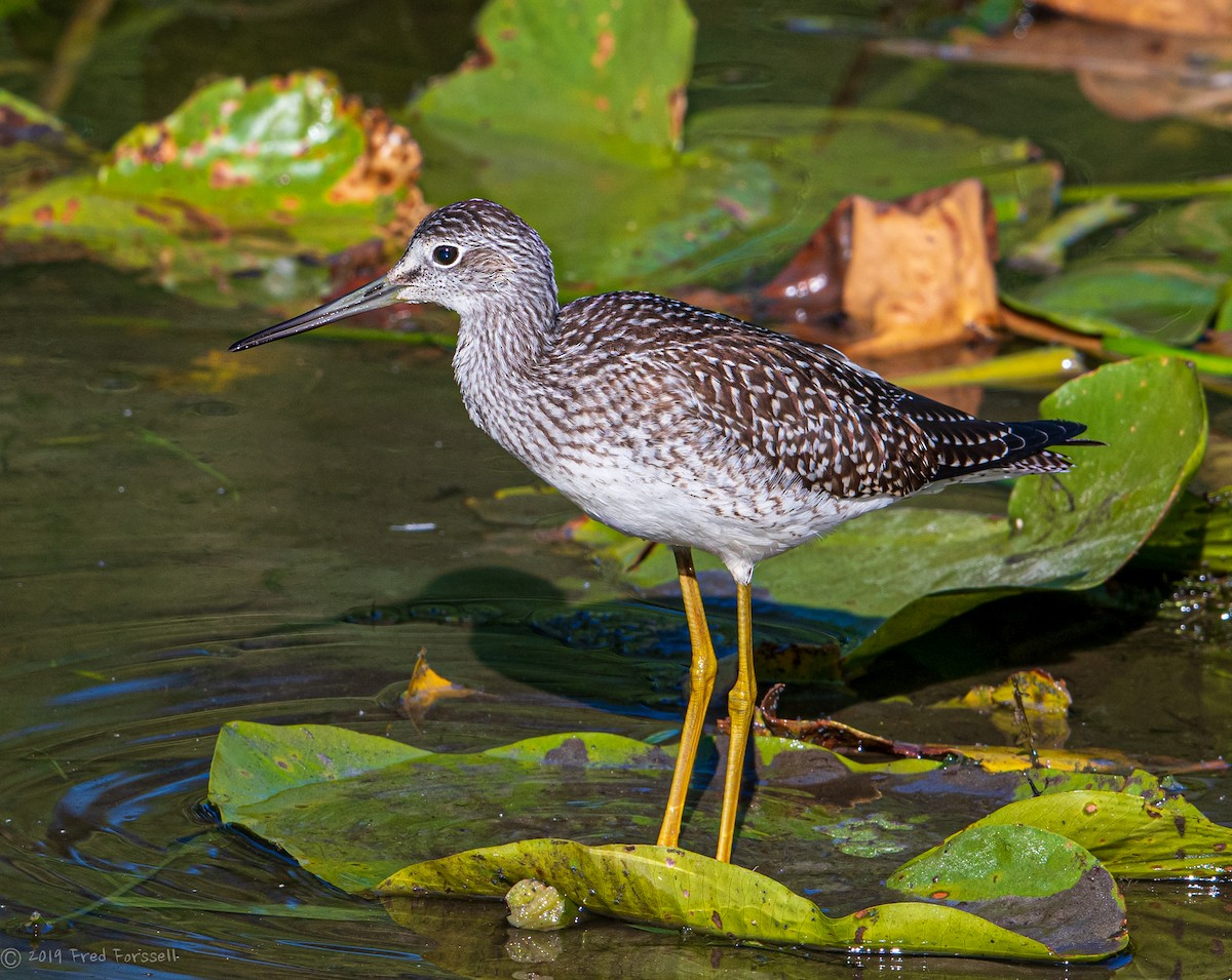 Greater Yellowlegs - Fred Forssell
