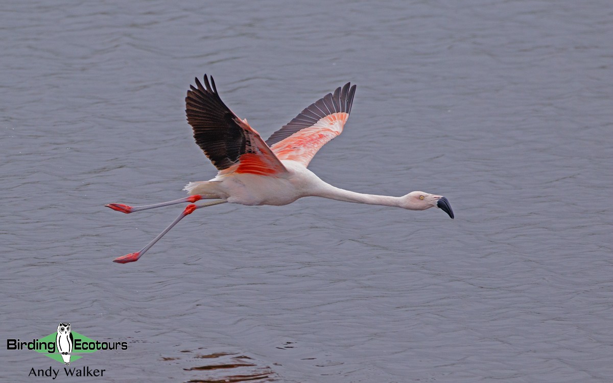 Chilean Flamingo - Andy Walker - Birding Ecotours