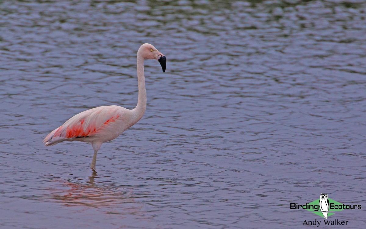 Chilean Flamingo - ML171117451