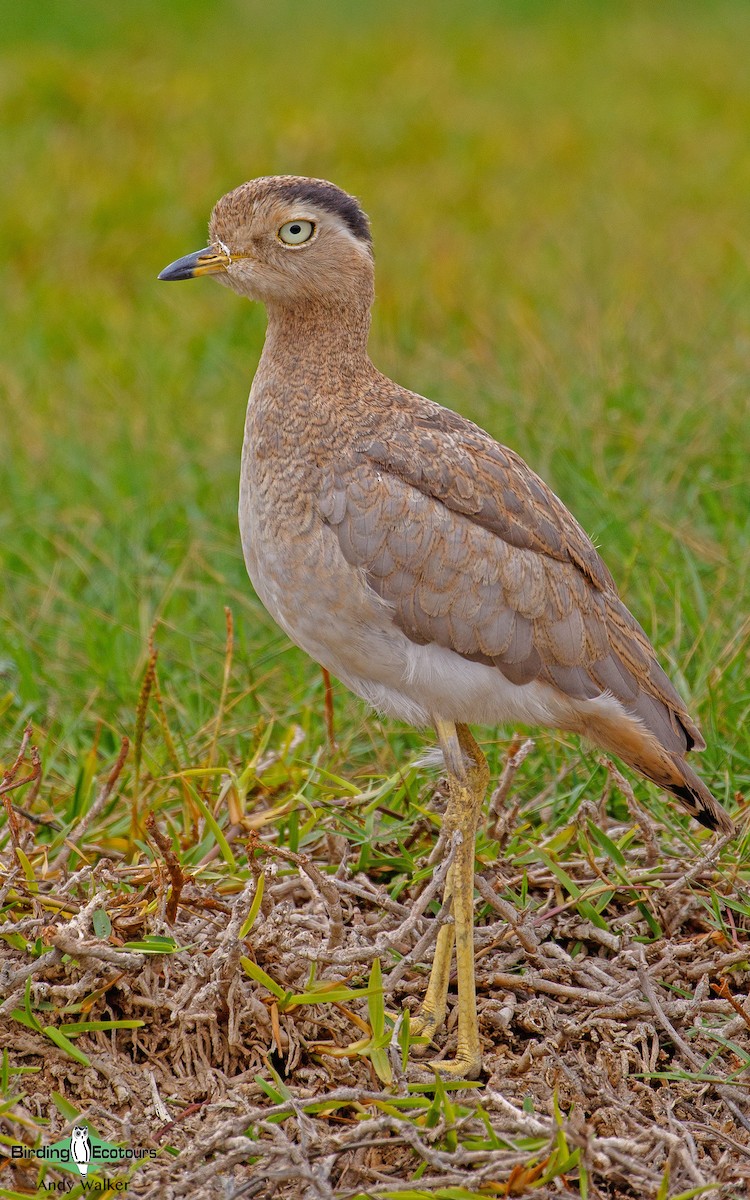Peruvian Thick-knee - Andy Walker - Birding Ecotours