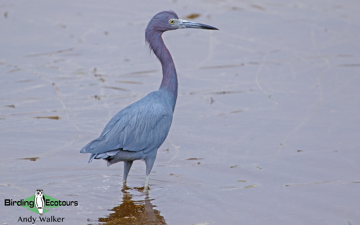 Little Blue Heron - Andy Walker - Birding Ecotours