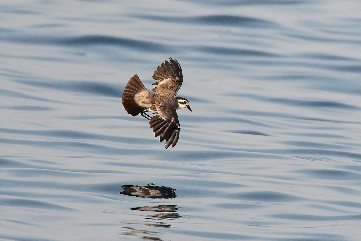 White-faced Storm-Petrel - ML171118631
