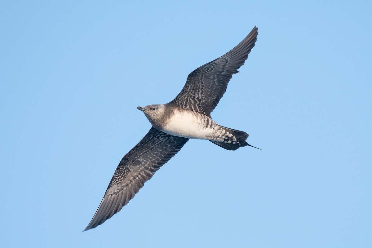 Long-tailed Jaeger - ML171120011