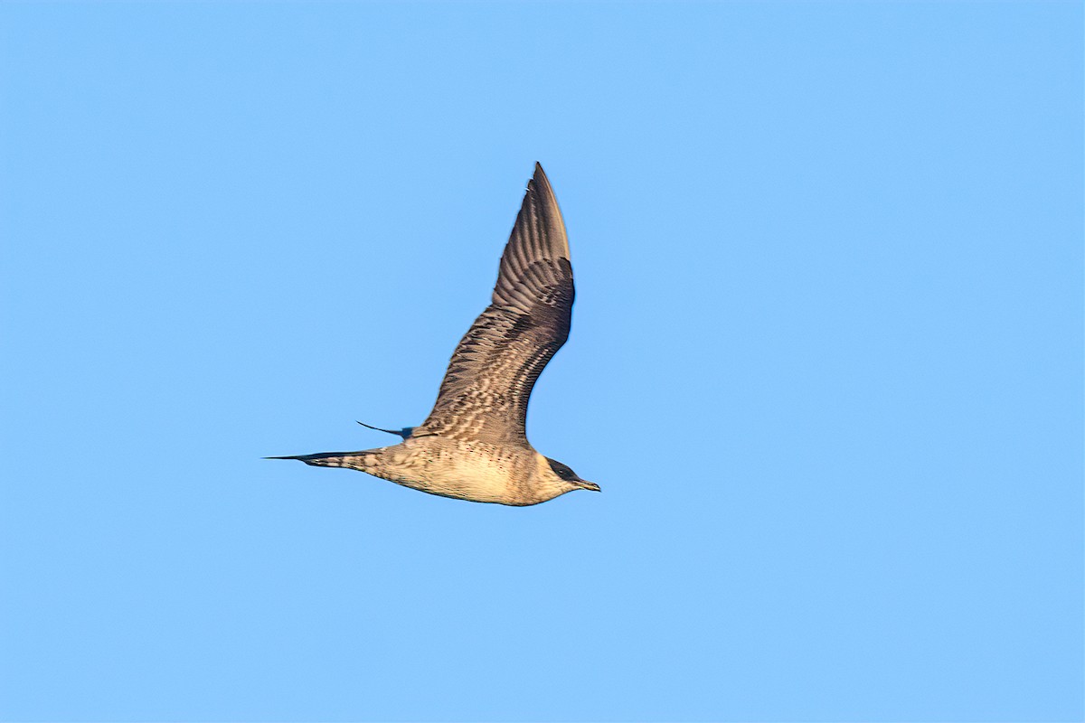Long-tailed Jaeger - ML171120571