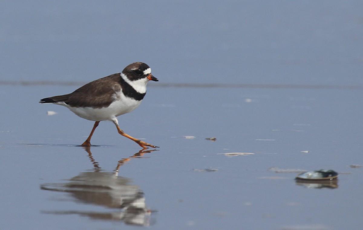 Semipalmated Plover - Forrest Baublitz