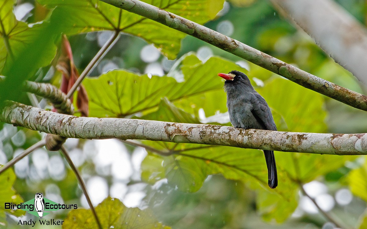 White-fronted Nunbird (White-fronted) - Andy Walker - Birding Ecotours