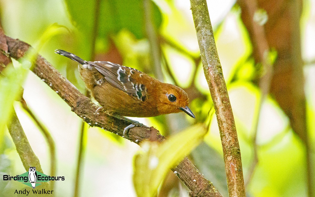 Common Scale-backed Antbird (Buff-breasted) - Andy Walker - Birding Ecotours