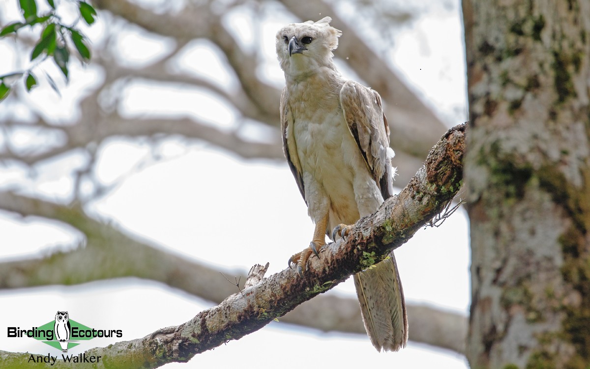 Harpy Eagle - Andy Walker - Birding Ecotours