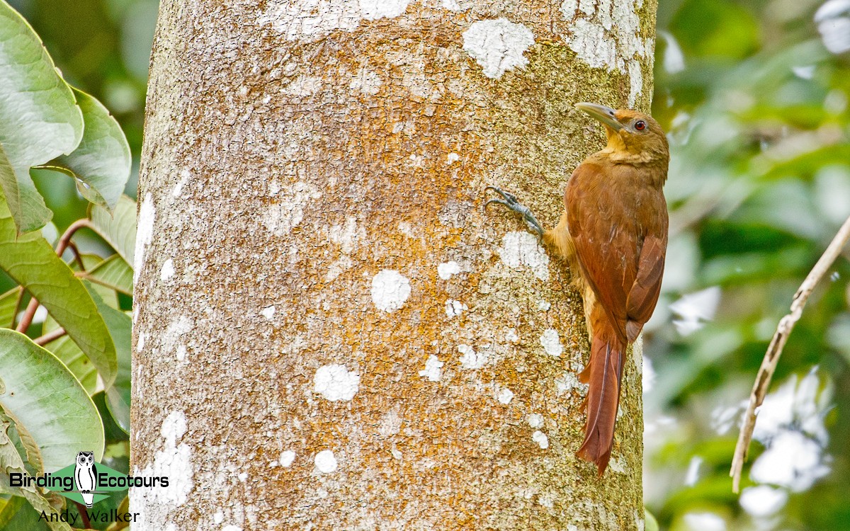 Cinnamon-throated Woodcreeper (devillei) - Andy Walker - Birding Ecotours