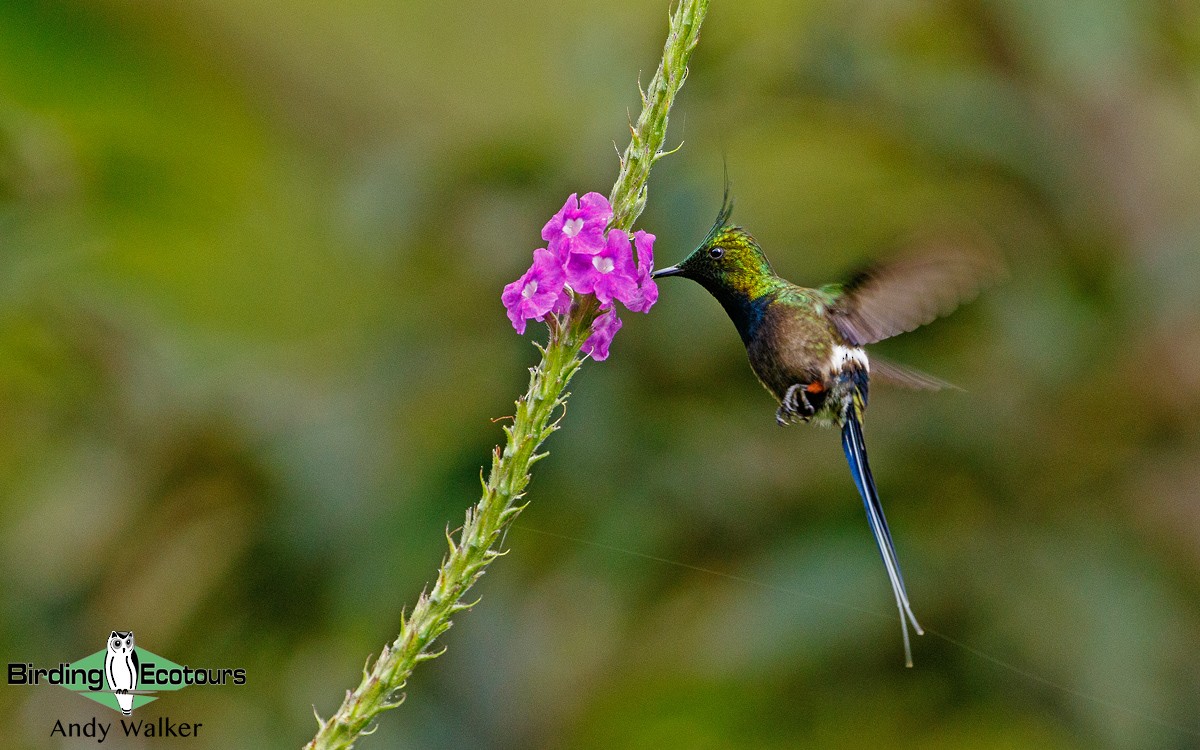 Wire-crested Thorntail - ML171134821