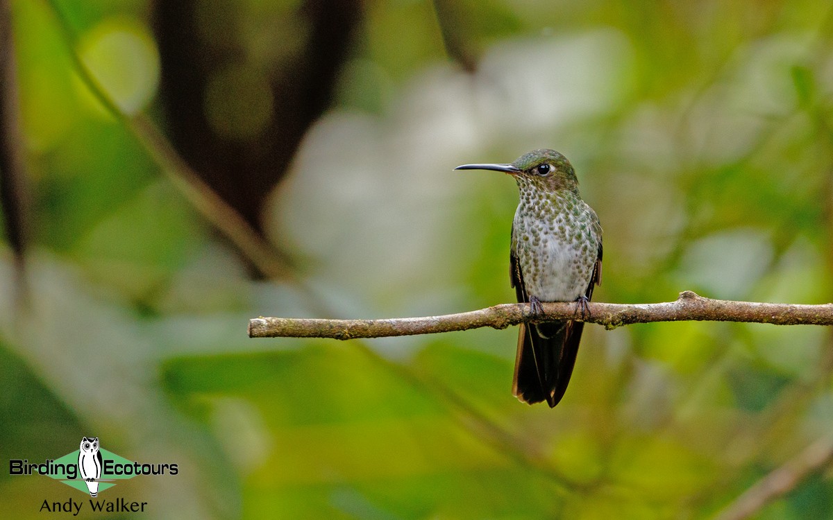Many-spotted Hummingbird - Andy Walker - Birding Ecotours
