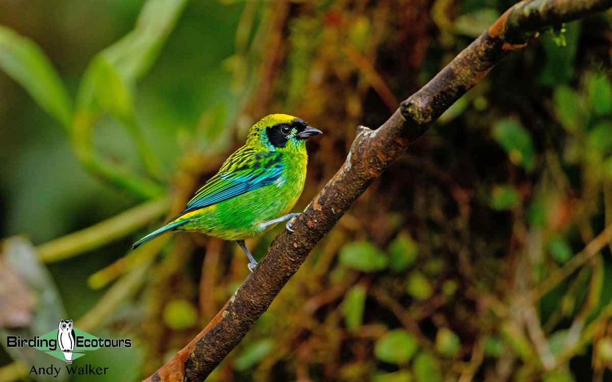 Green-and-gold Tanager - Andy Walker - Birding Ecotours