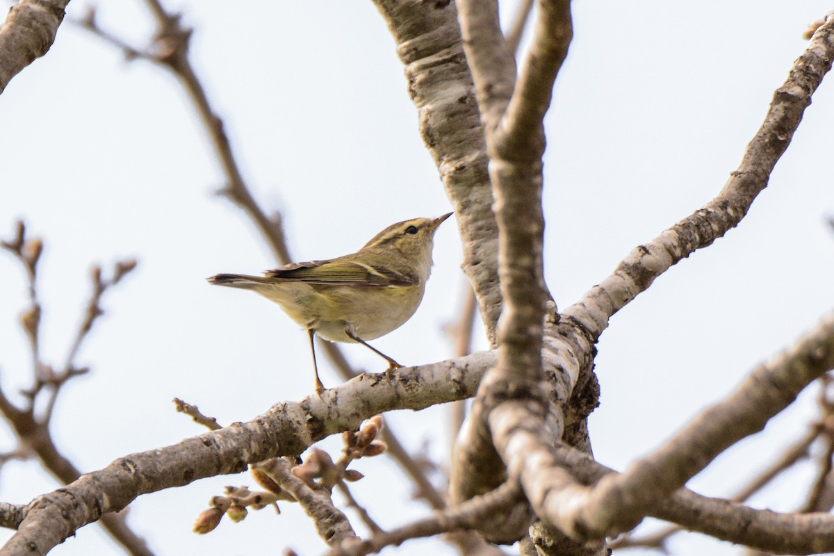 Hume's Warbler - ML171139881