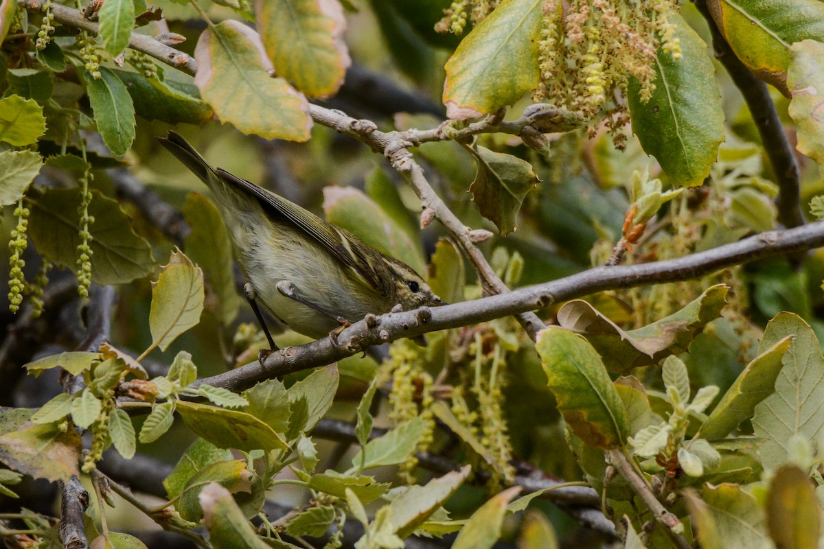 Hume's Warbler - ML171140291