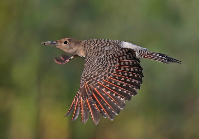 Female Northern Flicker undergoing Preformative Molt (Red-shafted subspecies <em class="SciName notranslate">cafer</em>). - Northern Flicker - 