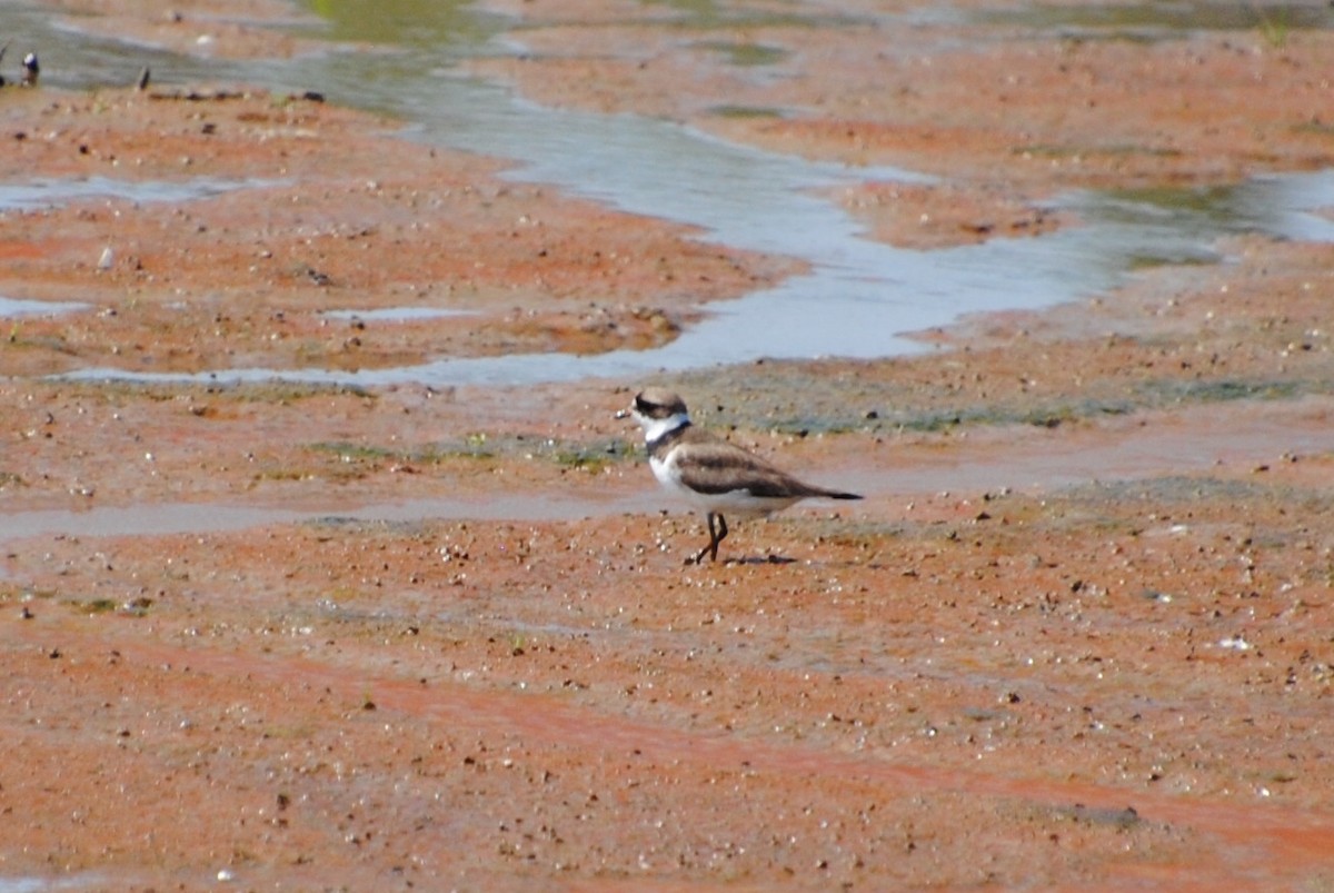 Semipalmated Plover - ML171144401