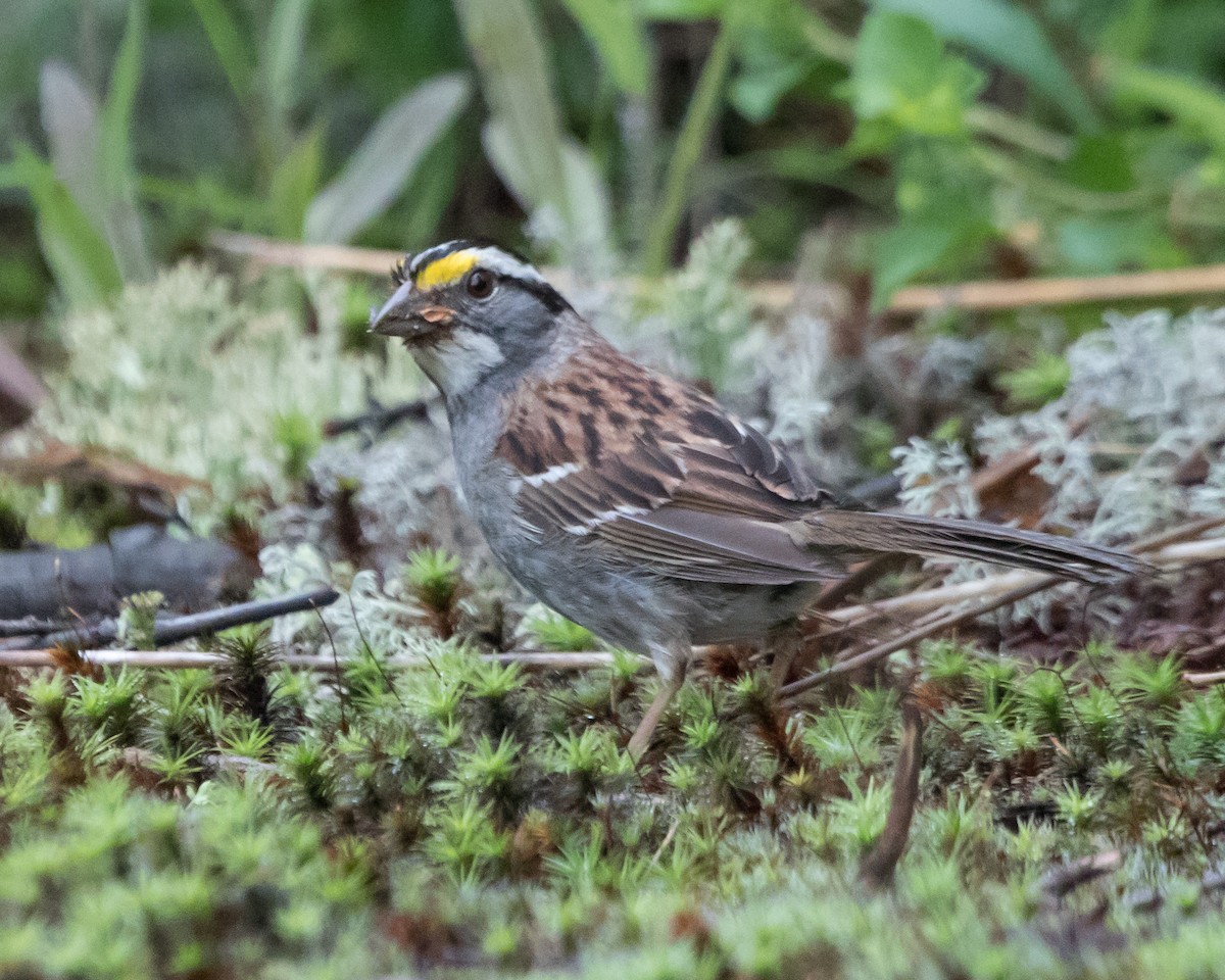 White-throated Sparrow - Jeff Stacey
