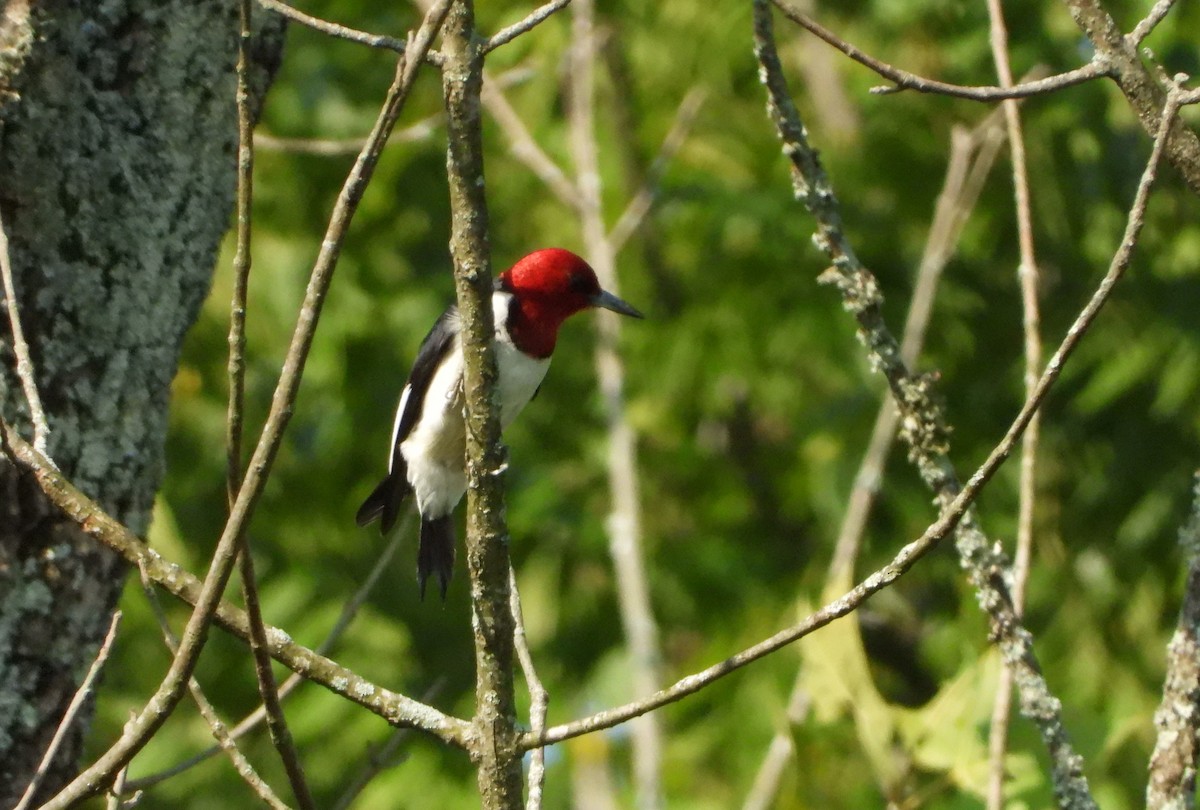 Red-headed Woodpecker - Sunil Thirkannad