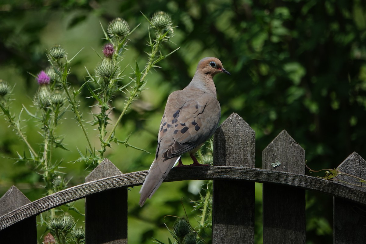 Mourning Dove - Frank Guenther