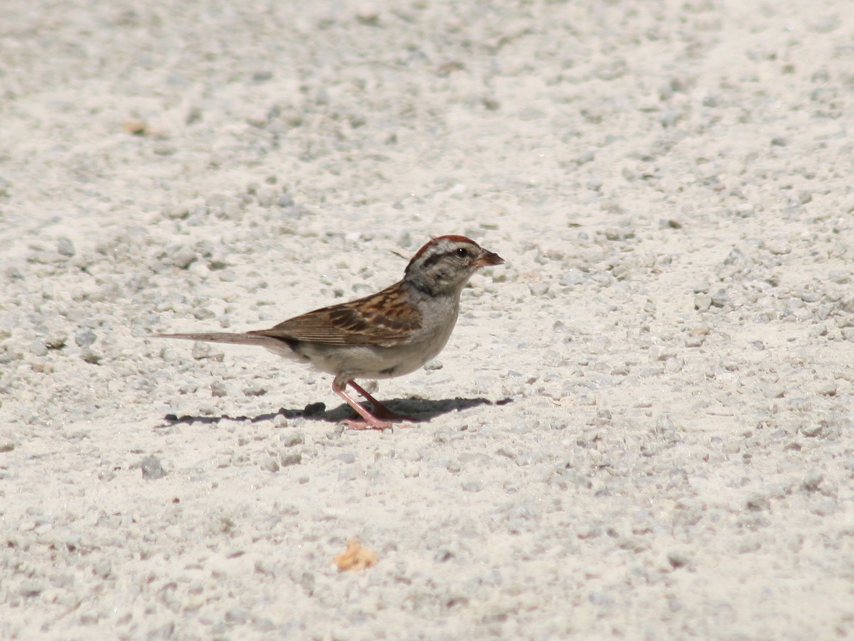 Chipping Sparrow - ML171158271