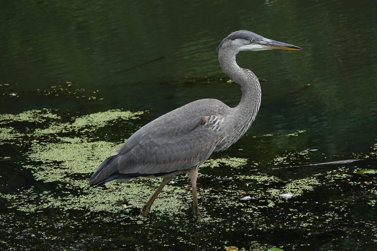 Great Blue Heron - Frank Guenther