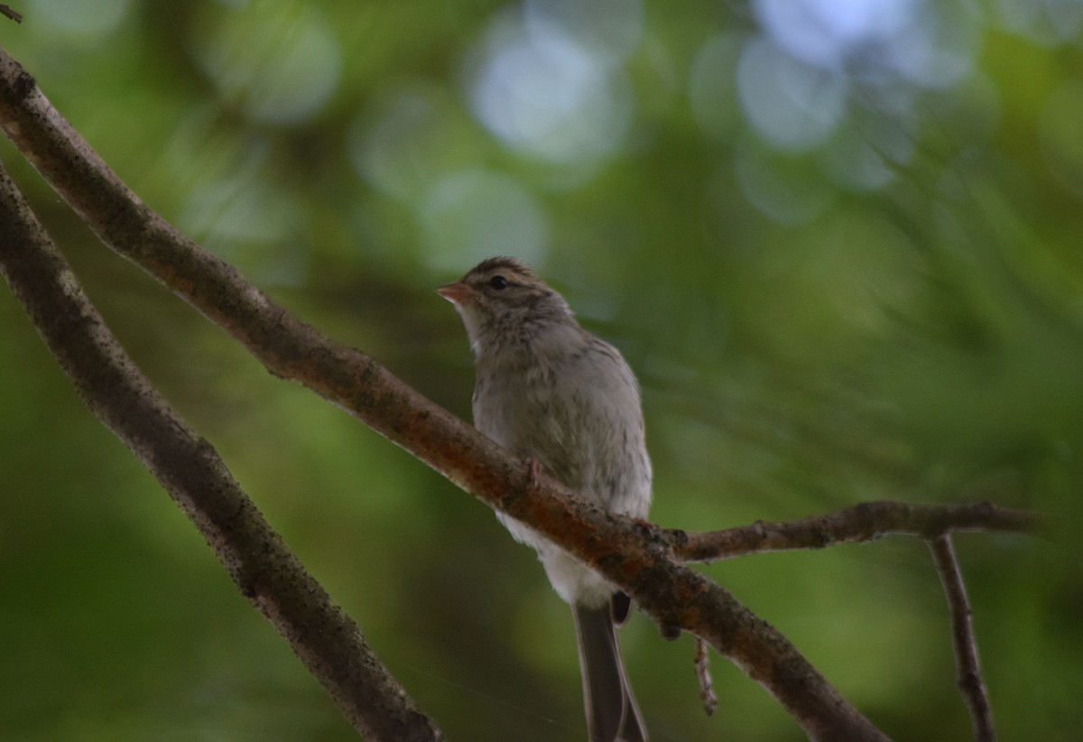 Chipping Sparrow - ML171159931