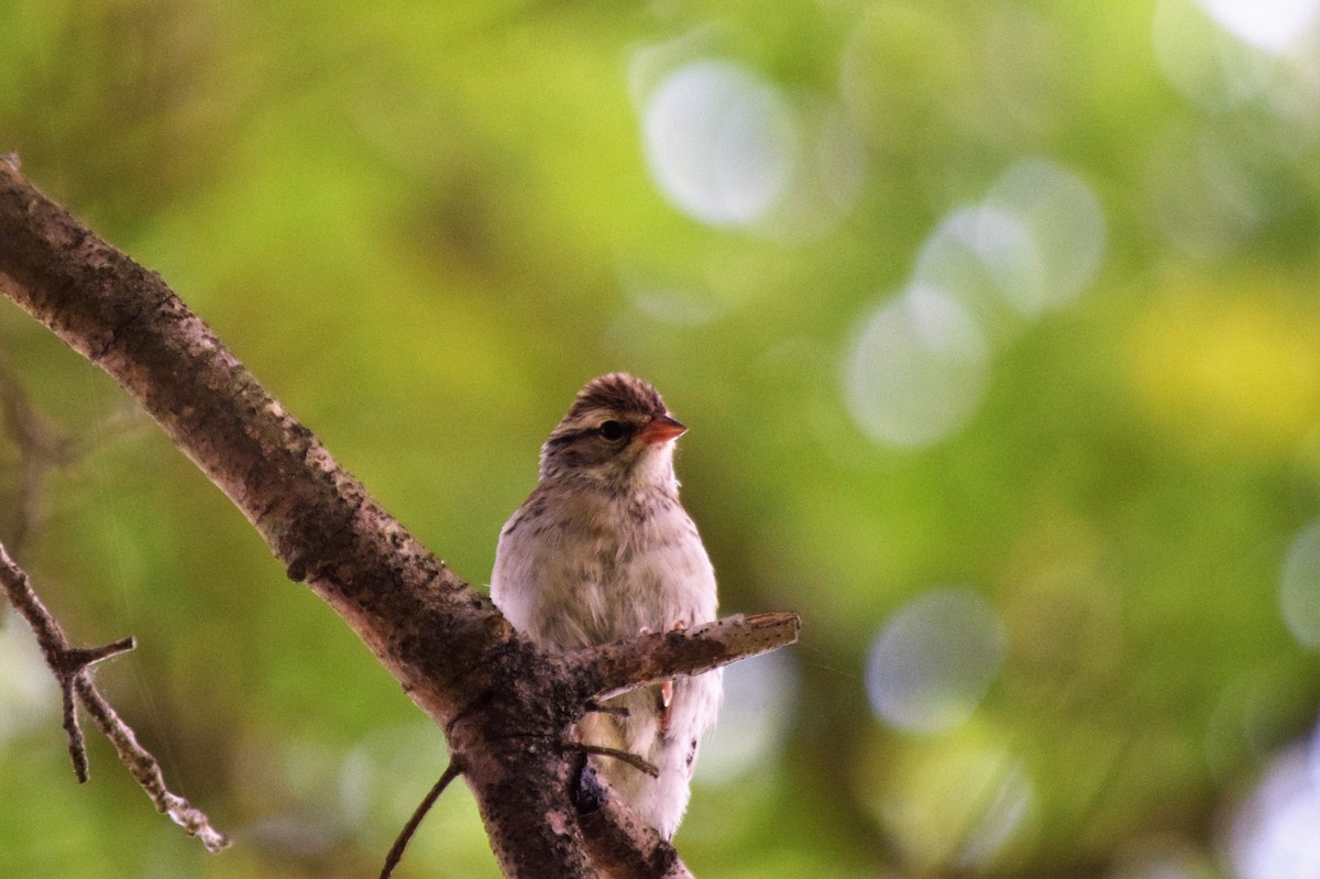 Chipping Sparrow - ML171160011