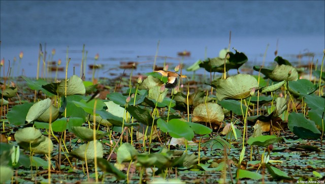 Bird flying over water lilies; Nakhon Sawan, Thailand. - Yellow Bittern - 