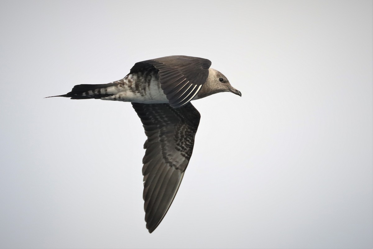 Long-tailed Jaeger - ML171168971