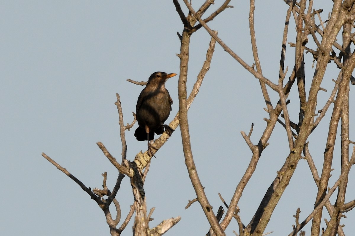 Eurasian Blackbird - ML171170091