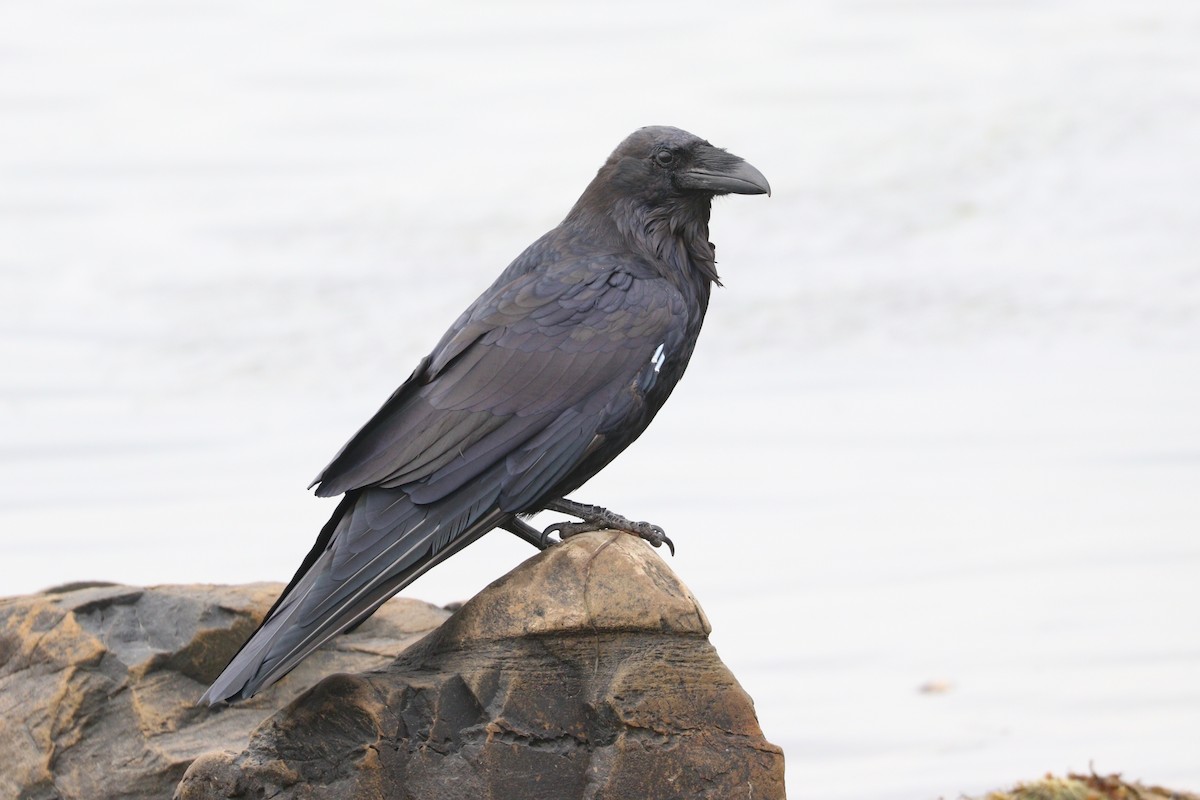 Common Raven - Aaron Marshall