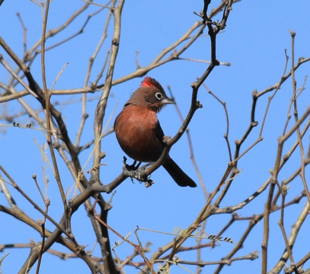 Red-crested Finch - ML171177261