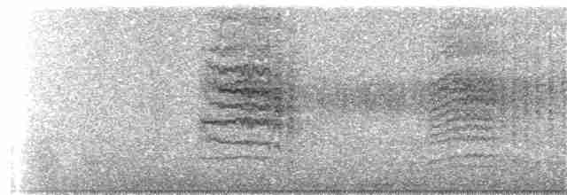 Дрізд-короткодзьоб сіроголовий - ML171182781