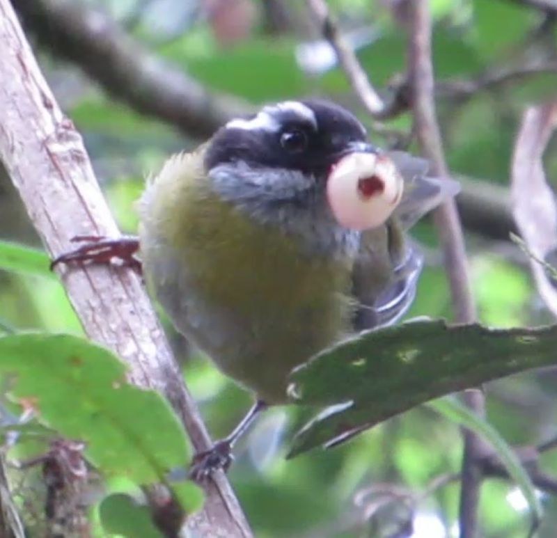 Sooty-capped Chlorospingus - Mary Beth Stowe