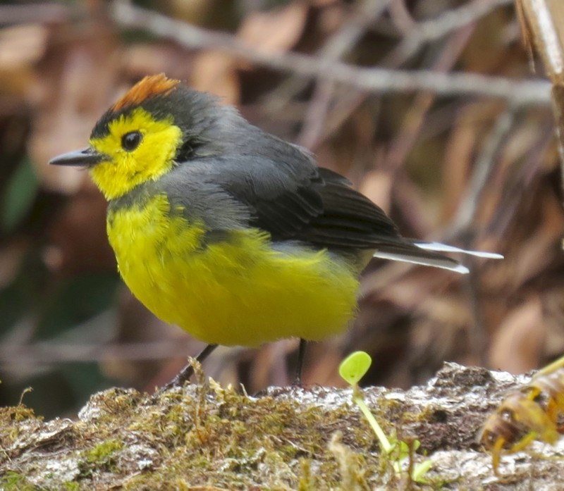 Collared Redstart - Mary Beth Stowe