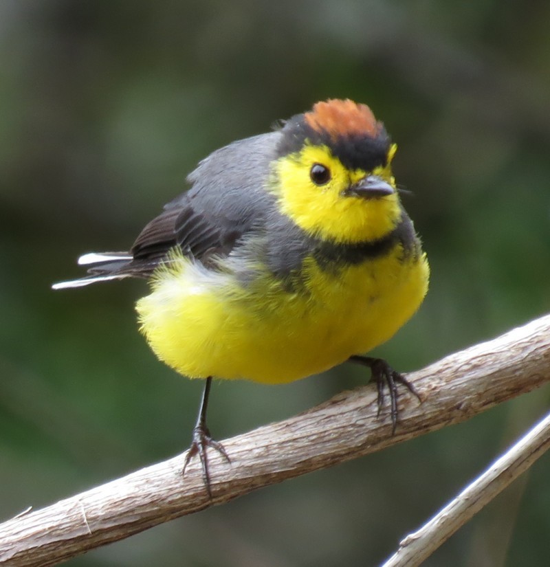 Collared Redstart - Mary Beth Stowe