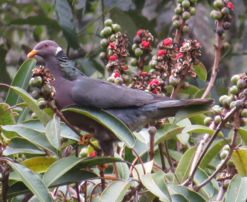 Band-tailed Pigeon - ML171183481