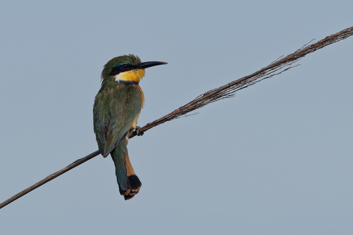 Blue-breasted Bee-eater - ML171186151