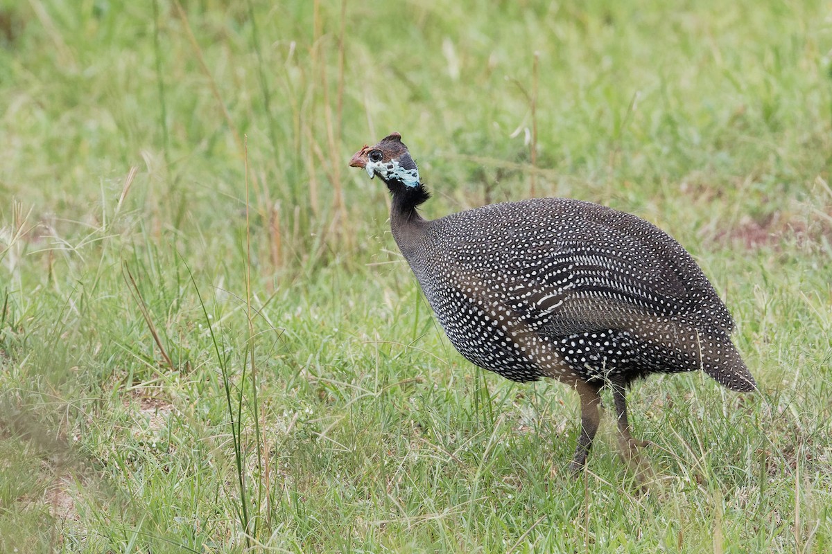 Helmeted Guineafowl (Helmeted) - Vincent Wang