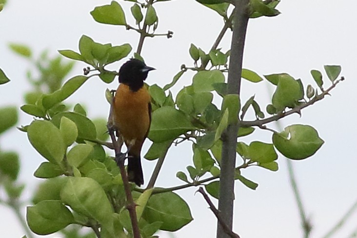 Orchard Oriole (Fuertes's) - ML171189471