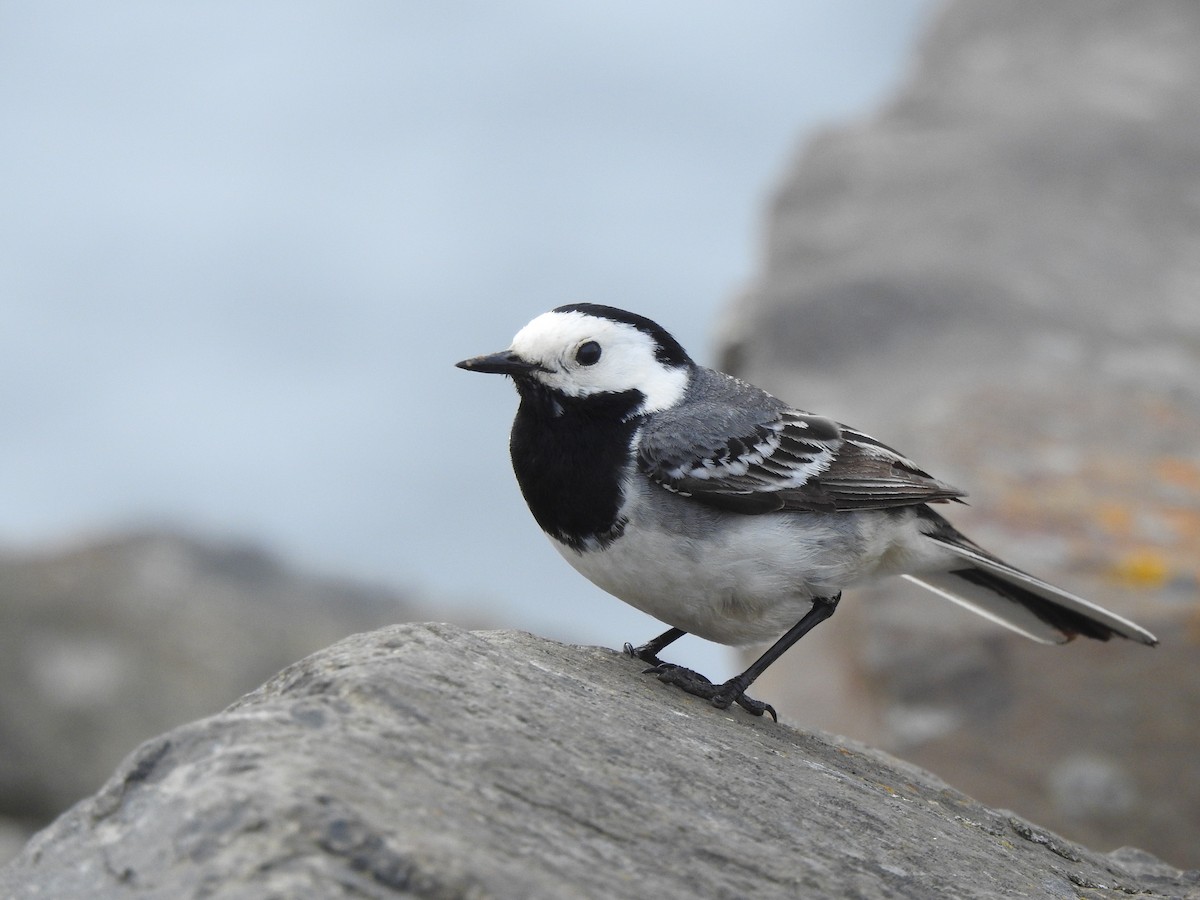 White Wagtail - Linda Castilloux