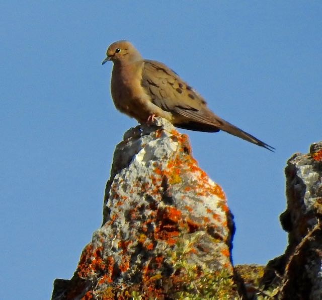 Mourning Dove - Vern Tunnell