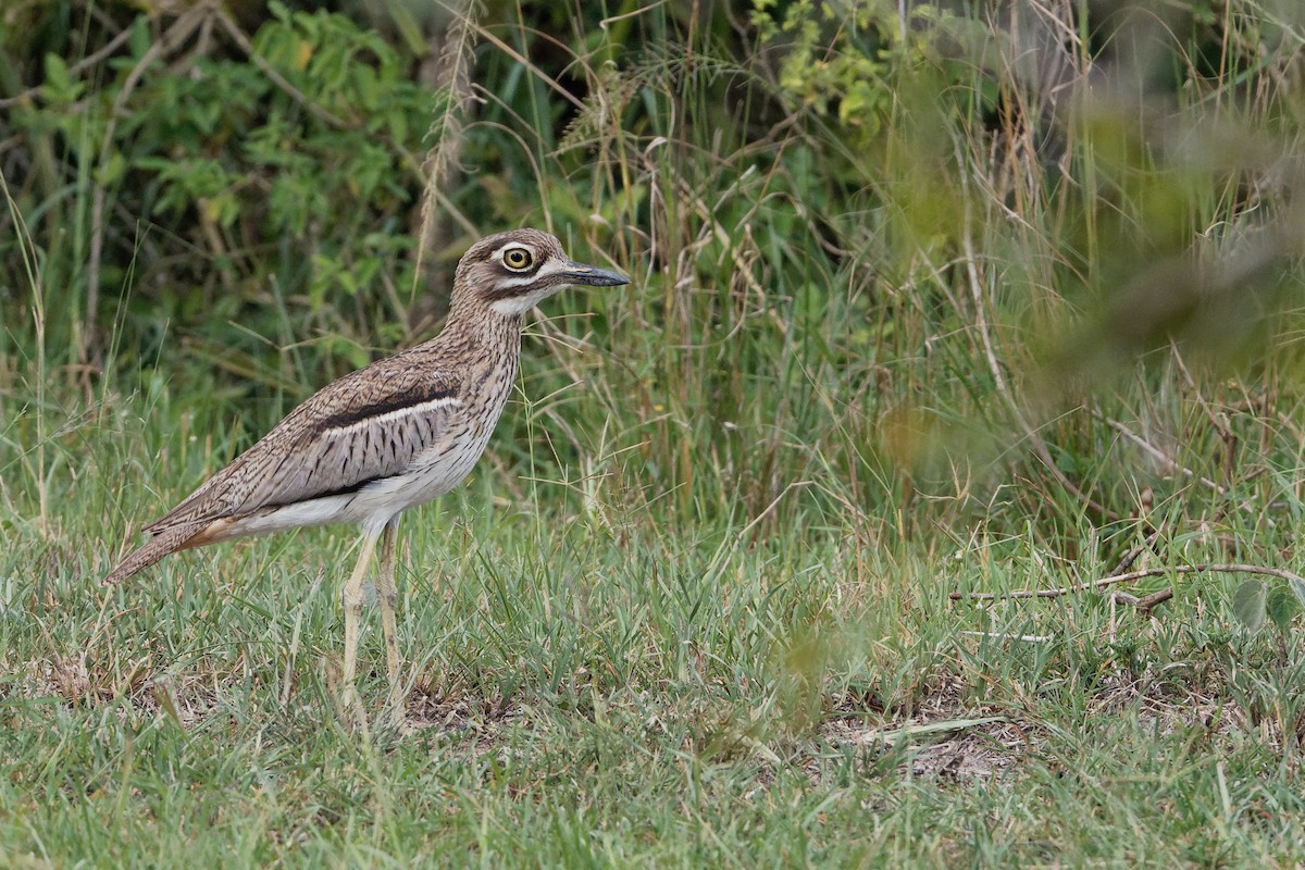 Water Thick-knee - Vincent Wang