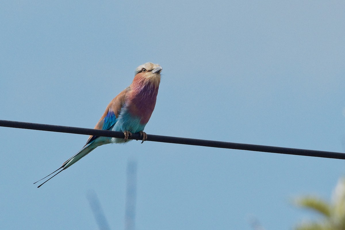 Lilac-breasted Roller - Vincent Wang