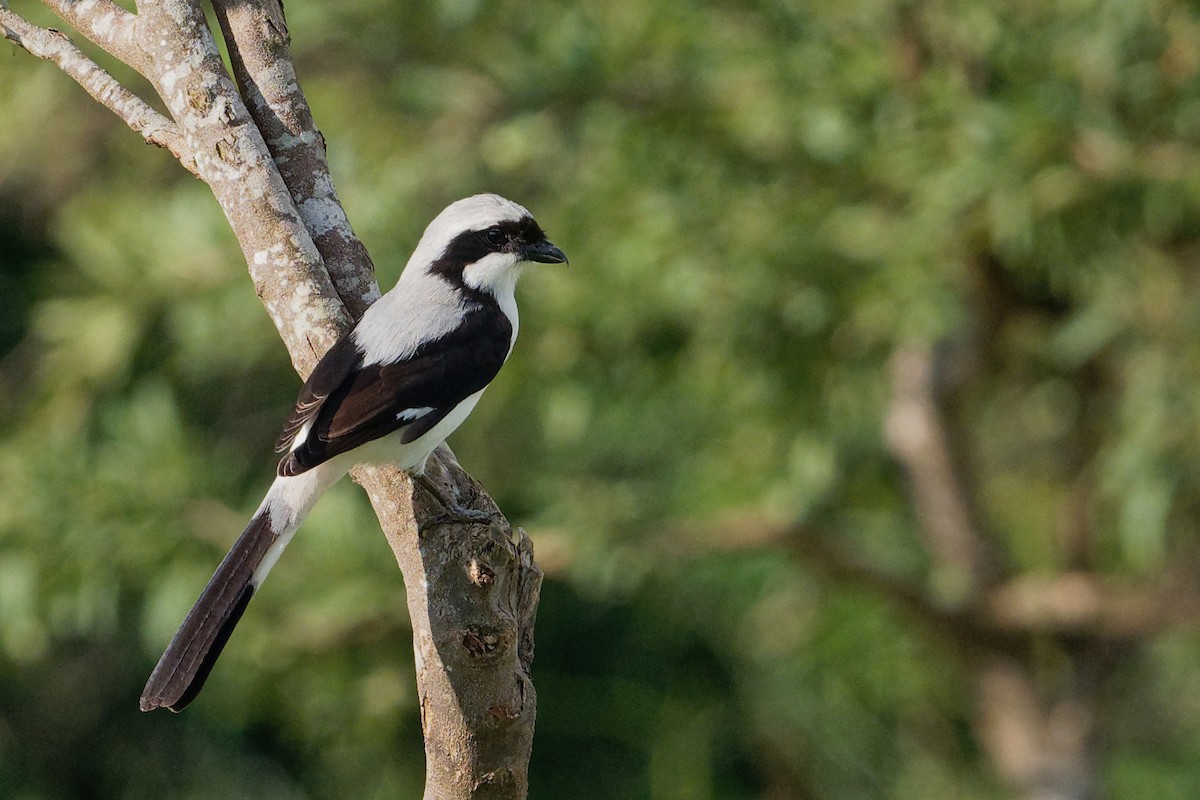 Gray-backed Fiscal - Vincent Wang